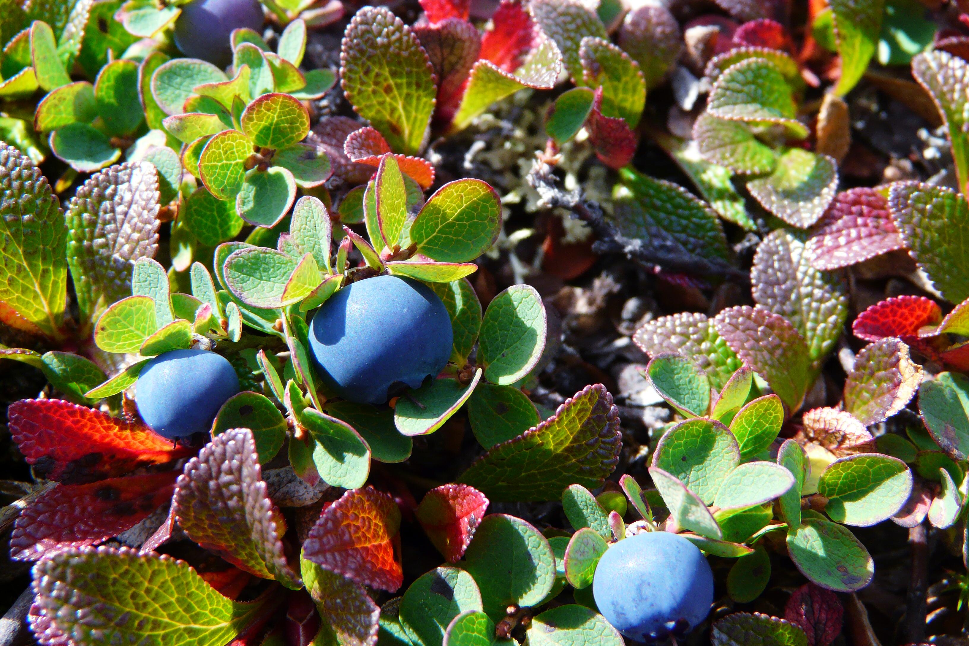 Arctic blueberries